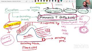 PHYLUM PLATYHELMINTHES [upl. by Sonafets]