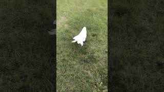 Look how far this cockatoo wandered from home [upl. by Nonnerb226]