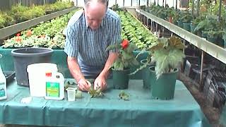 Begonias  Growing from Cuttings [upl. by Oker]