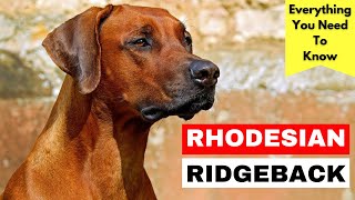 Rhodesian Ridgeback Breed Information  Everything You Need To Know About This Unique Breed [upl. by Samaria89]