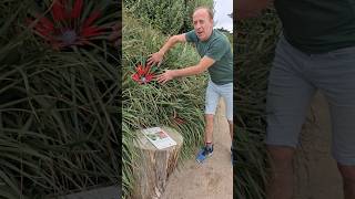 Fascicularia bicolour subtropical gardening adventure explore permaculture ideas exotic [upl. by Neeuq]