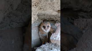 Young Barn Owl screaming [upl. by Analahs279]