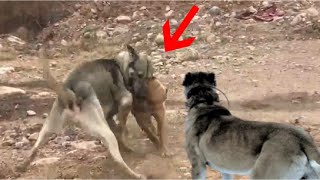 Pitbull saves Kangal from a Wolf [upl. by Ogires]