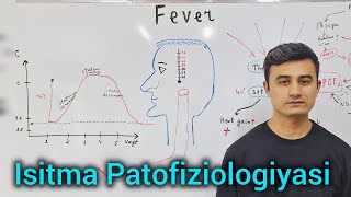 Fever  Isitma patofiziologiyasi Usanov19 [upl. by Inness439]