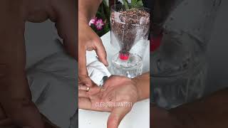 Como plantar alface em garrafa pet vaso auto irrigavel [upl. by Arreic998]