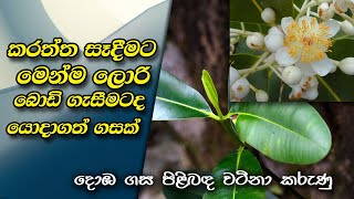 කරත්ත සෑදීමට මෙන්ම ලොරි බොඩි ගෑසීමටද යොදාගත් ගසක්  Domba  Alexandrian laurel  Dommakottai [upl. by Macnamara]