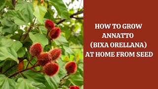 How to Grow Annatto  Bixa Orellana at Home from Seed [upl. by Jana]