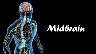 Midbrain  Mesencephalon  Brain Stem 33 [upl. by Tatiania522]