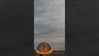 Target Identification North Dakota Upland Bird Hunting birdhunting hunting [upl. by Yztim733]