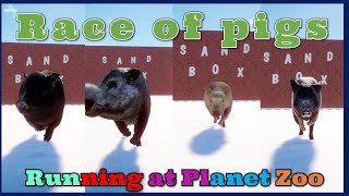 Race of Planet Zoo Pigs  Pig American Guinea Hog Hampshire Pig Bornean Bearded Pig [upl. by Earazed]