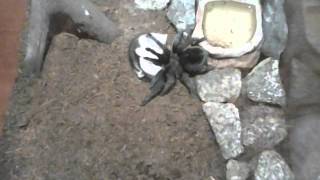 grammostola pulchra vs hamster [upl. by Nanny]