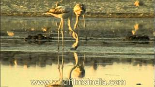 Weird creature Flamingos eating with their heads upside down [upl. by Yelrahc]