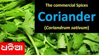 The commercial Spices Coriander Coriandrum sativum [upl. by Humphrey]