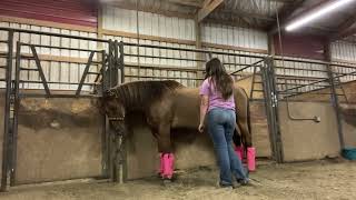 Equine Massage Certification Video  Nevaeh Gronenthal pt2 [upl. by Hadrian43]