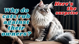 Why do cats rub against their owners Heres the surprise [upl. by Neltiac]