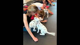 Puppy Yoga Lietuva satisfying pimple [upl. by Fleck]