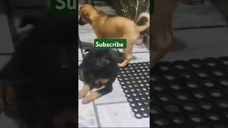 Charlie and Cooper game doglover dogs doggame charlie cooper almora Uttarakhand [upl. by Bum]