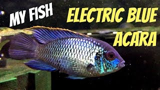 Electric Blue Acara Andinoacara pulcher  My Fish [upl. by Silber]