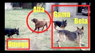 👉 JAURÍA DE PERROS Y JERARQUÍAS Estatus Alfa Beta Gama y Omega 🐕 COMPORTAMIENTOS EN MANADA 🤯 [upl. by Ford921]