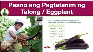 Usapang Talong Paano ang tamang pagtatanim ng Talong  How to grow Eggplant [upl. by Mcgrath345]