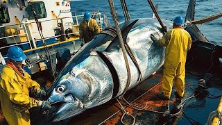 How fishermen longline fishing catch yellowfin tuna the fastest  Processing tuna in factory [upl. by Akirahs]