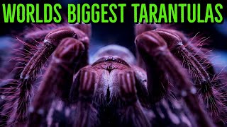 Top 10 LARGEST Tarantulas  Worlds BIGGEST Spiders  GIANT Tarantula [upl. by Wilmott]