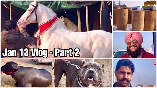 Muktsar Horse Fair Jan 13 2024 Vlog Part 2 मुक्तसर घोडा मंडी [upl. by Paehpos338]