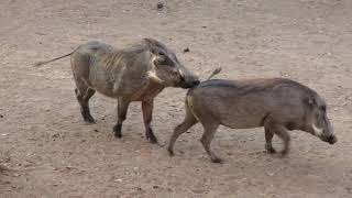 Warthog behavior in our yard in the bush in Marloth Park South Africa [upl. by Kylynn]