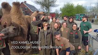 Kollegaerne sender hilsen til Rosa  Copenhagen ZOO [upl. by Mcgregor]