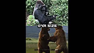 Grizzly bear vs gorilla [upl. by Emogene]