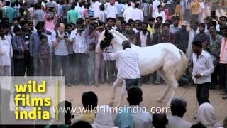 Black and white marwari horse dancing at Pushkar Fair [upl. by Flatto]