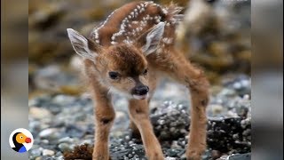 Newborn Fawn Takes First Steps  The Dodo [upl. by Solly]