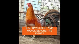 Sabong Pointing ILAN DAYS IKEEP ANG MANOK BAGO ILABAN [upl. by Notffilc]