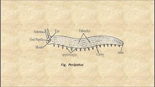 Connecting Link Peripatus [upl. by God]