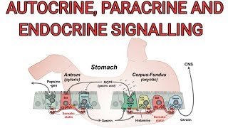 Autocrine paracrine and Endocrine signalling [upl. by Viehmann767]