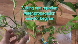 water propagation check house plants [upl. by Annavoeg]