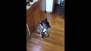 Wiggle Wiggle Boxer Dog [upl. by Tippets]