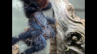 Avicularia avicularia  the common Pinktoe egg sack removal [upl. by Aibara]