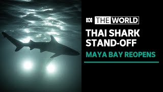 Sharks tourists jostle for space around Thai destination island  The World [upl. by O'Connor]