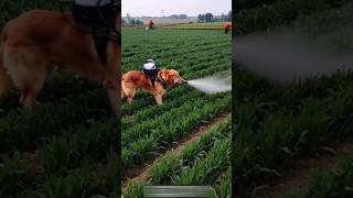 Amazing dog spray in fields 😱😱😱youtubeshorts shortsviral dog [upl. by Saxela]