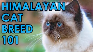 The 10 Most Insane Facts About Himalayan Cats [upl. by Arua]