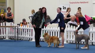 VDH Shelties vom Ponyhügel Amira im Juniorhandling der AK 2 IRA Hannover 300618 [upl. by Annoda646]