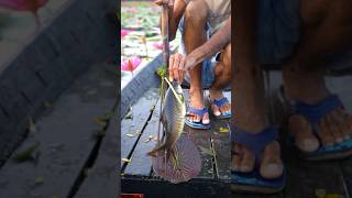 Rohu fish catching shorts fishing rohu trending freshwaterfish [upl. by Esalb]