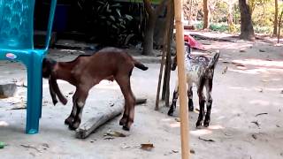 jamunapari goat in Bangladesh [upl. by Varini203]