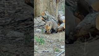 Fox Pup Gnawing on a Piece of Bark [upl. by Charbonnier]