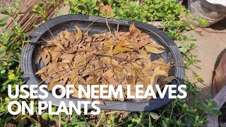 Use of neem leaves on plant and its benifit निम के लीव्स को प्लांट मैं कैसे प्रॉयोग करें। [upl. by Loar]