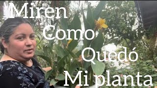 vlog así fue como quedó mi planta🪴 [upl. by Flower]