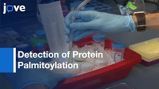 Immunoprecipitation and ABE Protein Palmitoylation Protocol Preview [upl. by Eldwon980]