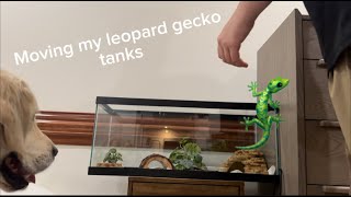 Moving my Leopard Gecko tanks [upl. by Adnowal]