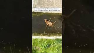 Kindhearted girl rescued a fawn falling into the sewer shorts [upl. by Algernon]